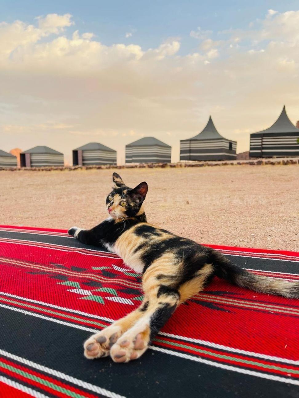 Hotel Wadi Rum Desert Nights Exterior foto